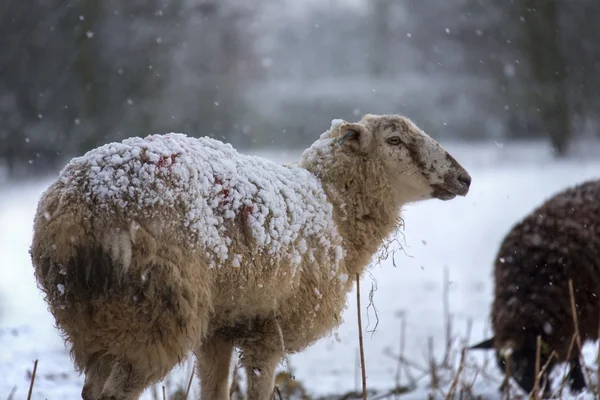 Jordbruk - djur i vinter snö — Stockfoto