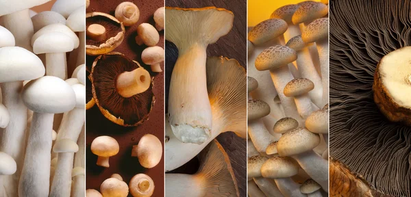 Wilde paddenstoelen — Stockfoto