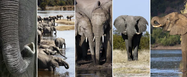 Wildtiere - Afrikanische Elefanten — Stockfoto