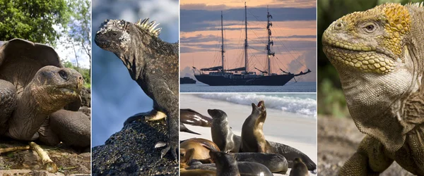 Galapagos Islands Wildlife — Stock Photo, Image