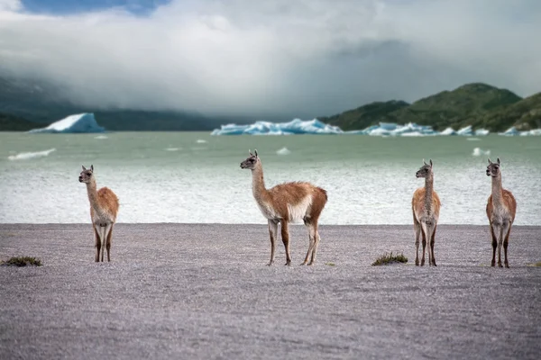 Γουανάκο - Λάμα guanicoe - Torres del Paine - Παταγονία - Χιλή — Φωτογραφία Αρχείου