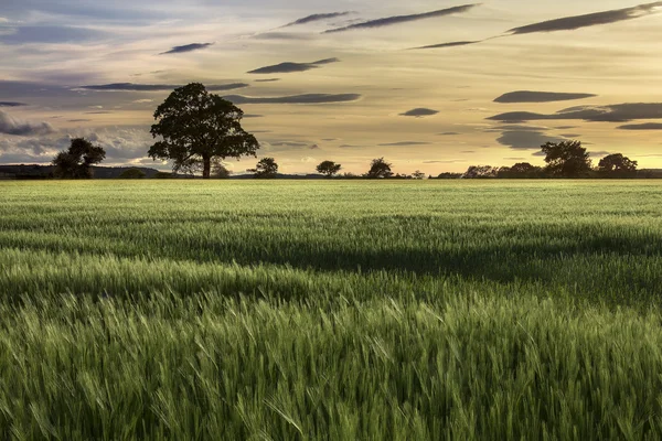 Sonnenuntergang - Ackerland - Landwirtschaft — Stockfoto