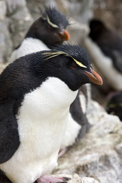 Tučňák - Falklandské ostrovy — Stock fotografie