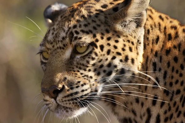 Leopardo (Panthera pardus) - Botswana — Foto Stock