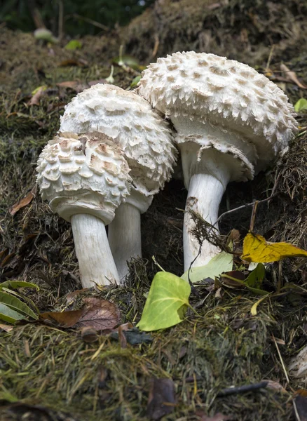 Paddenstoel - paddestoelen — Stockfoto