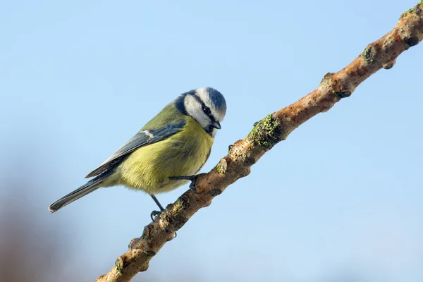 Blue Tit - Parus caeruleus - Garden Birds — Stock Photo, Image