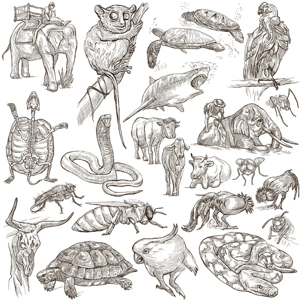 Animals - Freehand sketching, pack — Stock Photo, Image