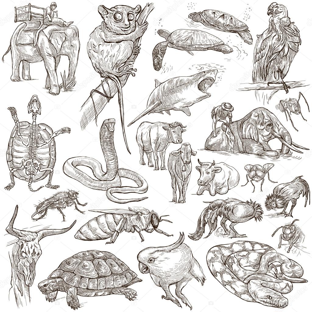 Animals - Freehand sketching, pack