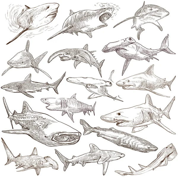 Sharks - An hand drawn pack. Freehand sketching, originals. — Stock Photo, Image