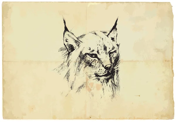 Lince eurasiatica - disegno a matita al vettore — Vettoriale Stock