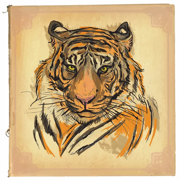 タイガー - 色のライン アート — ストックベクタ