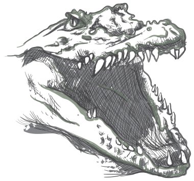 Timsah - bir el çizilmiş vektör