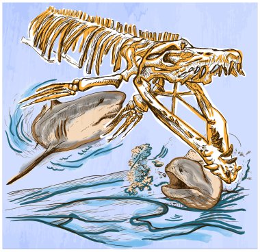 Download Shark Skeleton Free Vector Eps Cdr Ai Svg Vector Illustration Graphic Art