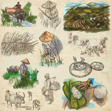 Rice crop. Agriculture. An hand drawn illustration. clipart