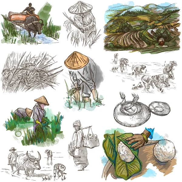 Rýži plodinou. Zemědělství. Ručně kreslené ilustrace. — Stock fotografie