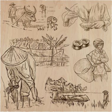 Rice crop. Agriculture. An hand drawn vector set. clipart