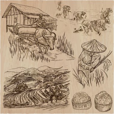 Rice crop. Agriculture. An hand drawn vector set. clipart
