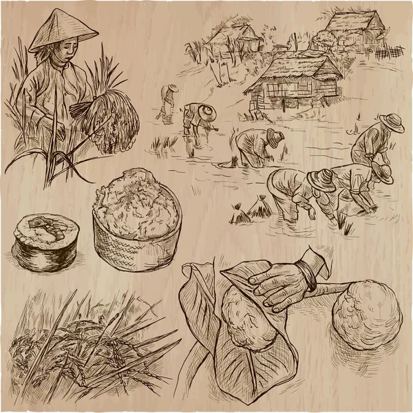 Cultivo de arroz. Agricultura. Um conjunto de vetor desenhado à mão . — Vetor de Stock