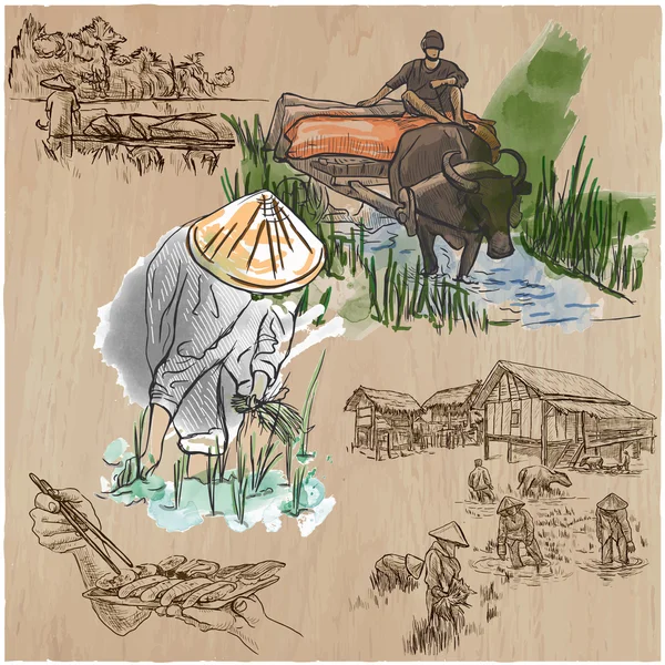 Cultivo de arroz. Agricultura. Un conjunto de vectores dibujado a mano . — Vector de stock