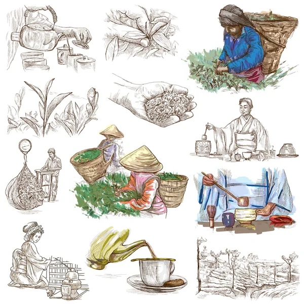 Tea Processing. Agriculture. An hand drawn illustration. — Stock Photo, Image