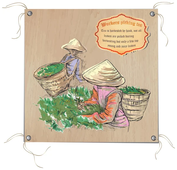 Tea feldolgozása. A mezőgazdaság. Kézzel rajzolt vektoros illusztráció. — Stock Vector