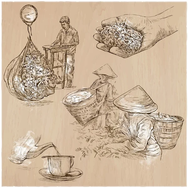 Teeverarbeitung. Landwirtschaft. eine von Hand gezeichnete Vektorillustration. — Stockvektor