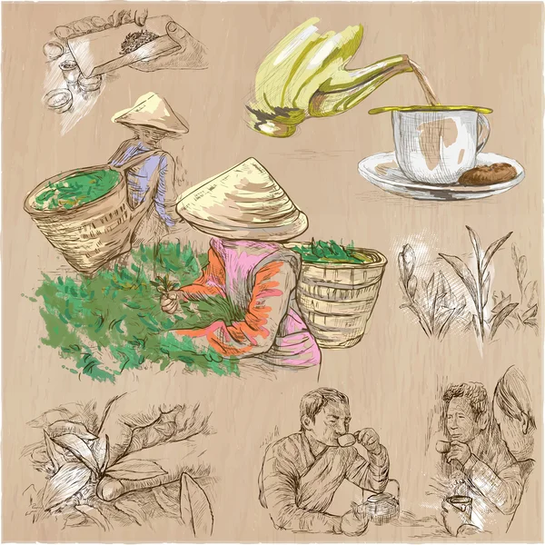 Traitement du thé. L'agriculture. Illustration vectorielle dessinée à la main . — Image vectorielle