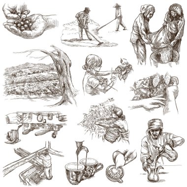 - Kahve. - Kahve. Tarım. Bir çiftçinin hayatı. Kahve hasadı ve işleme. Bir el çiziminin koleksiyonu. Beyaz üzerine tam boy el çizimleri. El yazması çizimler. Ayrı çizimler.