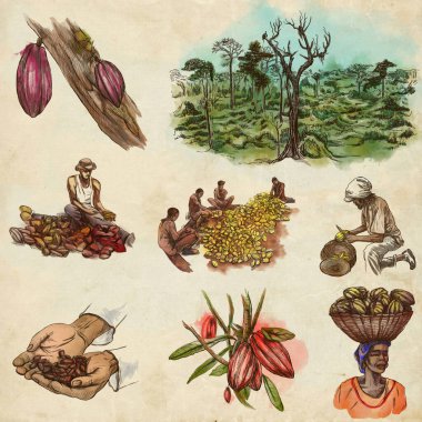 COCOA, cacao and chocolate. Agriculture. Life of a farmer. Cocoa harvesting and processing. Collection of an hand drawing illustrations. Pack of full sized hand drawn illustrations on white. Set of freehand sketches on old paper. clipart