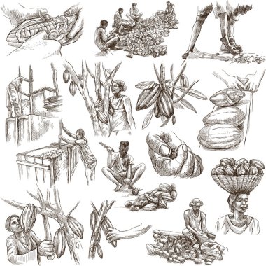 COCOA, cacao and chocolate. Agriculture. Life of a farmer. Cocoa harvesting and processing. Collection of an hand drawing illustrations. Pack of full sized hand drawn illustrations on white. Set of freehand sketches. Isolated drawings. clipart