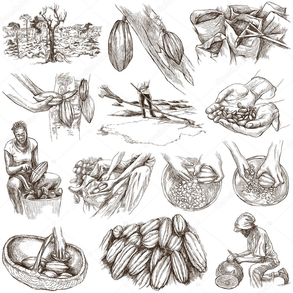 COCOA, cacao and chocolate. Agriculture. Life of a farmer. Cocoa harvesting and processing. Collection of an hand drawing illustrations. Pack of full sized hand drawn illustrations on white. Set of freehand sketches. Isolated drawings.