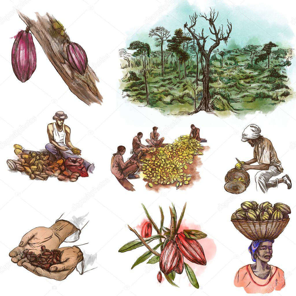 COCOA, cacao and chocolate. Agriculture. Life of a farmer. Cocoa harvesting and processing. Collection of an hand drawing illustrations. Pack of full sized hand drawn illustrations on white. Set of freehand sketches. Isolated drawings.
