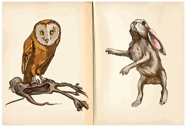 Owl and Rabbit - An hand drawn vector — Stock Vector