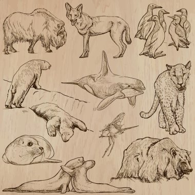 Animals around the World (part 22). Hand drawn vector pack. clipart