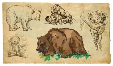 Hayvanlar, tema: Bears - el çizilmiş vektör paketi