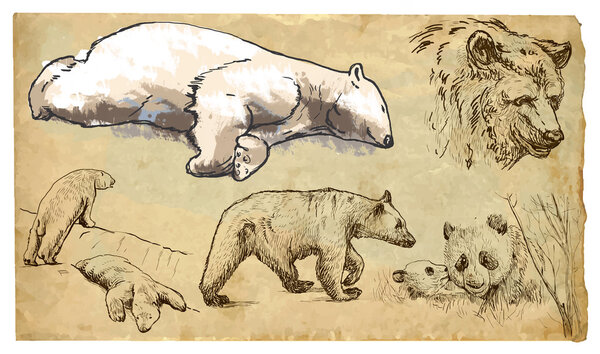 Animals, theme: BEARS - hand drawn vector pack