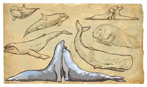 Állatok, téma: tengeri emlősök - kézzel rajzolt vector csomag — Stock Vector