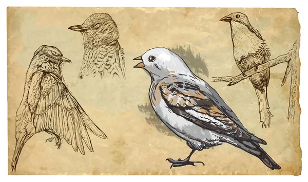 Tiere, Thema: Singvögel — Stockvektor