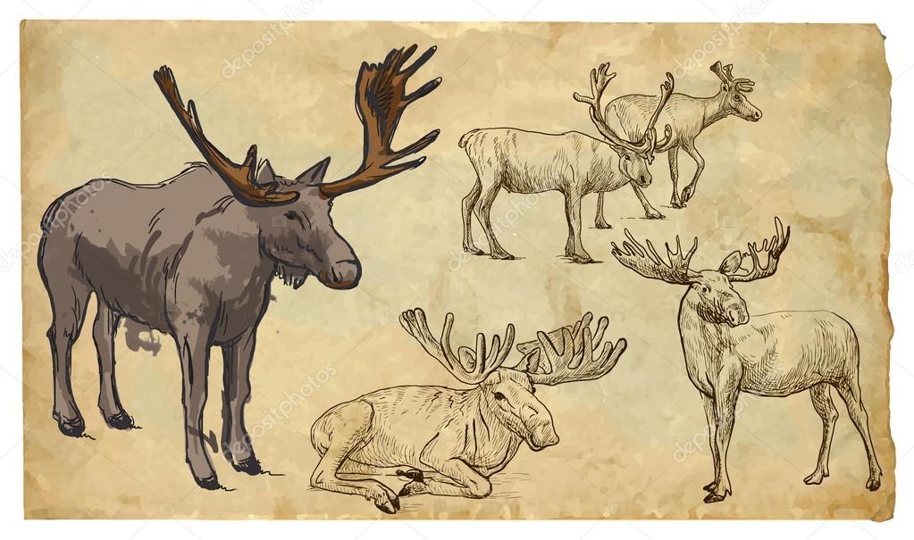 Animals, theme: REINDER - hand drawn vector pack