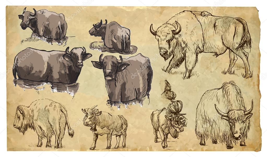 Animals, theme: BOVIDAE (cows, bisons, yak, buffalo). Vector pac