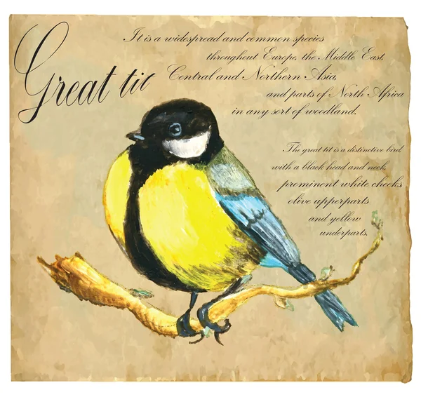 Hand painted illustration (vector), Bird: Tit — Stock Vector