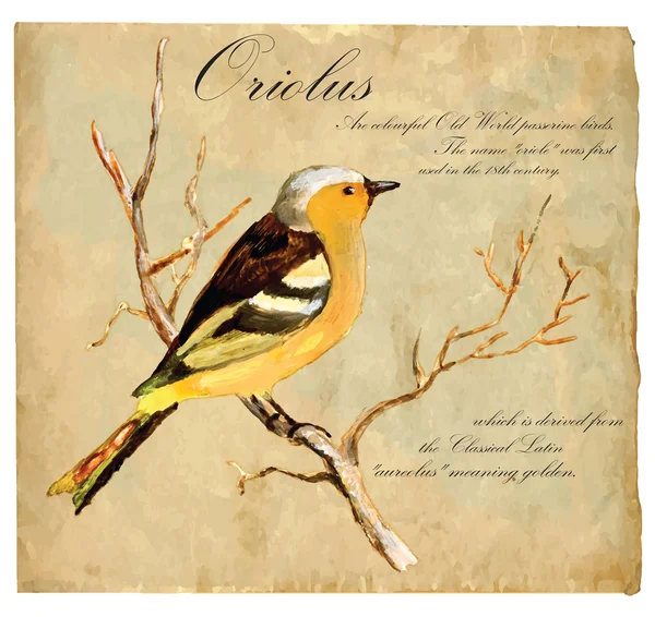 Ilustración pintada a mano (vector), Pájaro: Oriolo — Archivo Imágenes Vectoriales