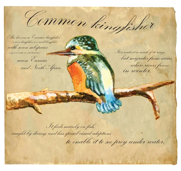 Hand painted illustration (vector), Bird: Kingfisher — Stock Vector