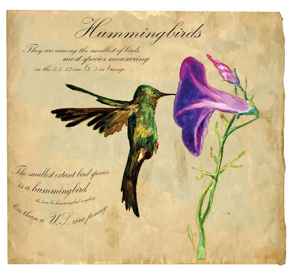 Ilustración pintada a mano (vector), Pájaro: Colibrí — Archivo Imágenes Vectoriales
