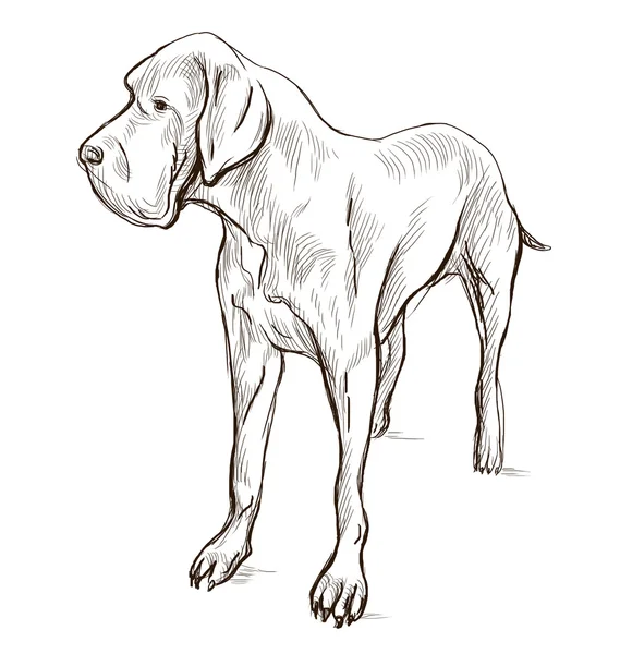 Great Dane (Duitse Mastiff) — Stockfoto