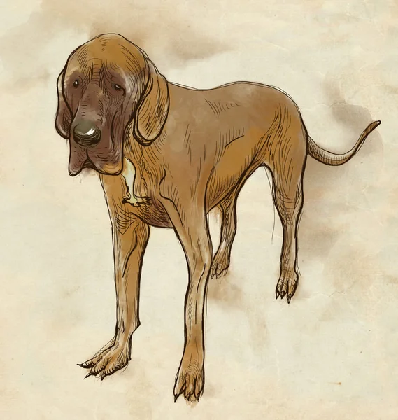 Great Dane (German Mastiff) — Stock Photo, Image