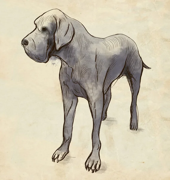 Dogge (deutsche Dogge)) — Stockfoto