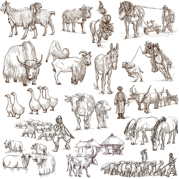 Farm animals. Full sized hand drawn illustrations. — Stock Photo, Image