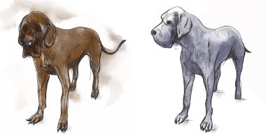 Great Dane (German Mastiff) - An hand drawn vector illustration clipart