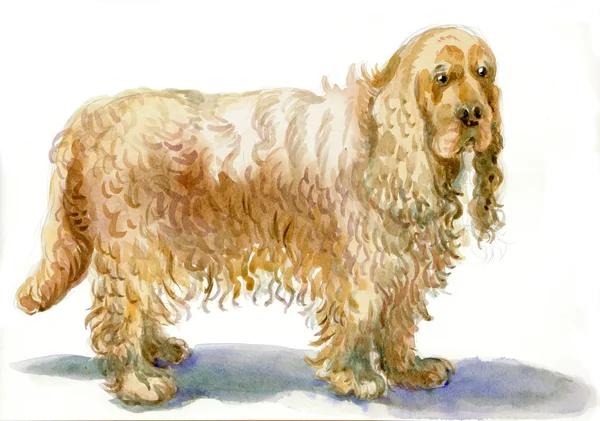 Cocker Spaniel - eine handgemalte Illustration — Stockfoto